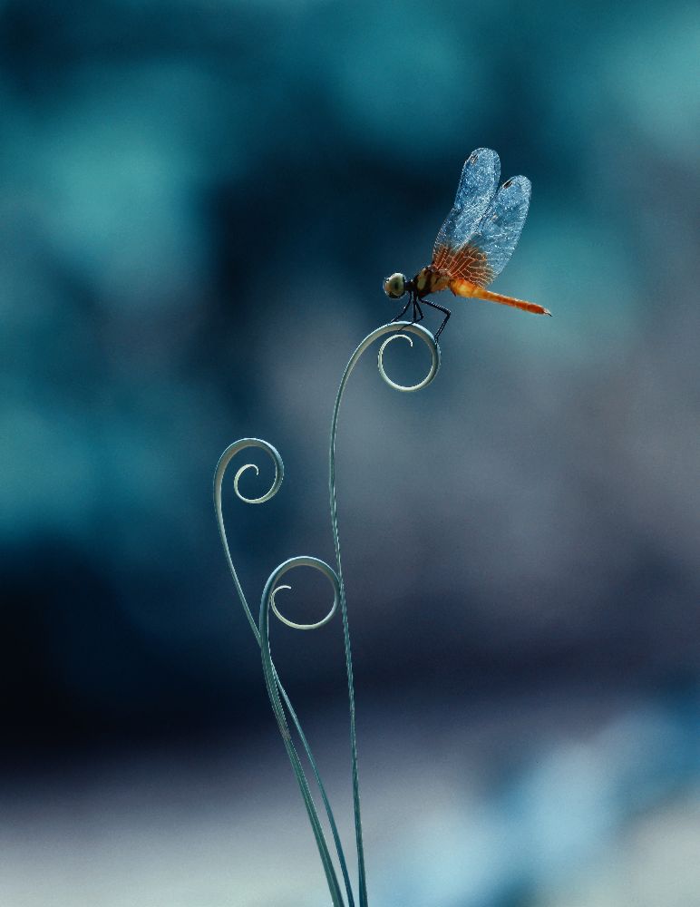 dragonfly od Ridho Arifuddin