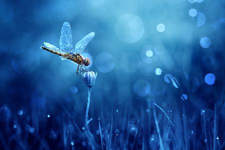 Dragonfly