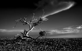 Salton Sea Sculpture