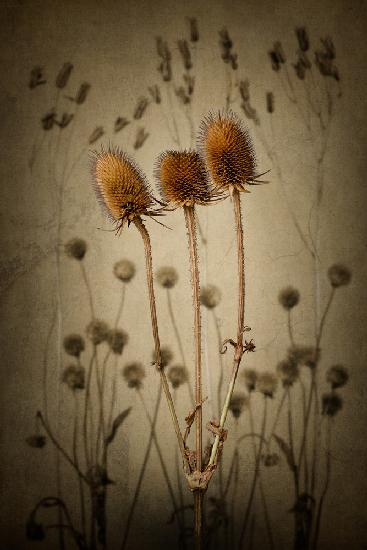 Teasel