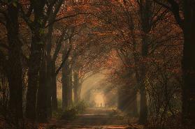 Autumn walk