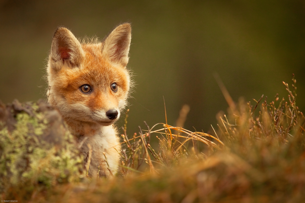 Fox od Robert Adamec