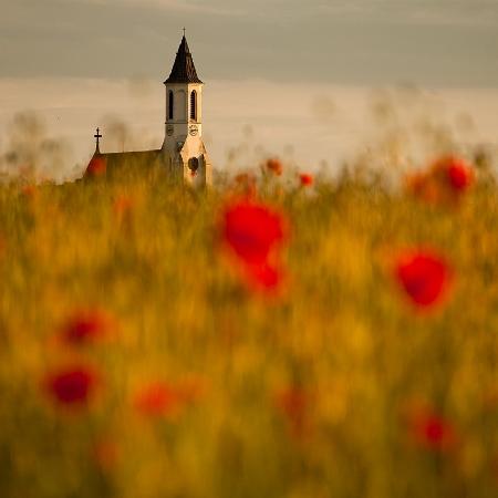 In the poppy fields