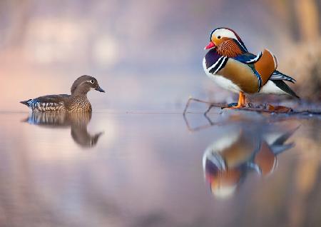 Mandarin duck