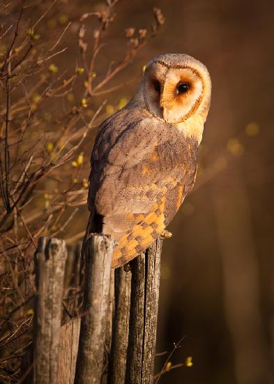 Barn Owl