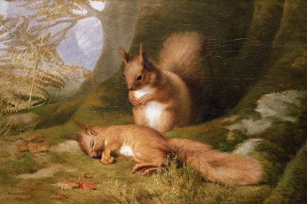 Squirrels in a Wood od Robert Collinson