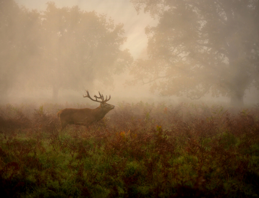 Lord of the ancient forest od Robert Fabrowski