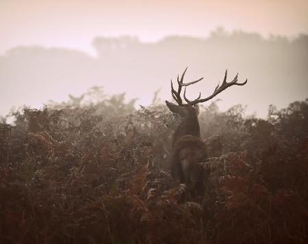 Longing for the great forest...