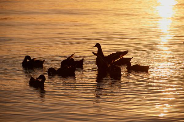 Enten im Abendlicht am Lago Trasimeno od Robert Kalb