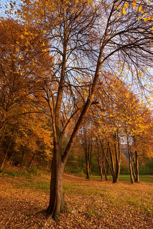 Goldener Herbst im Wienerwald od Robert Kalb