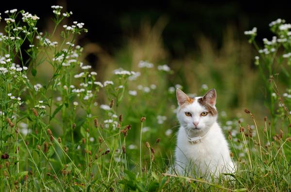 kleine neugierige Katze sitztim Gras od Robert Kalb