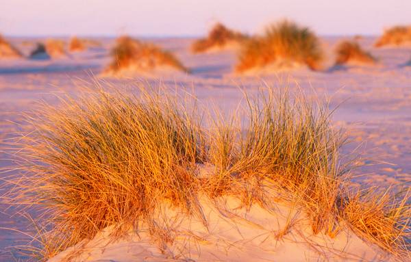 Leuchtendes Dünengras im Morgenlicht am Strand od Robert Kalb