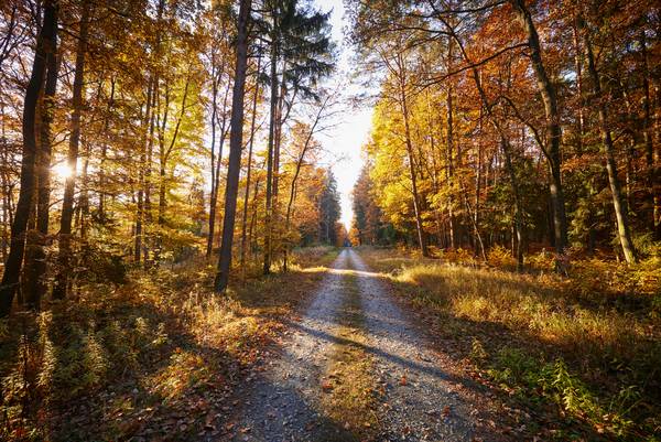 Romantischer Forstweg durch einen goldenen Herbstwald od Robert Kalb