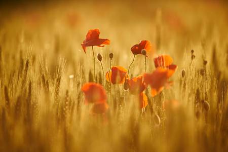 Mohnblumen im Getreidefeld