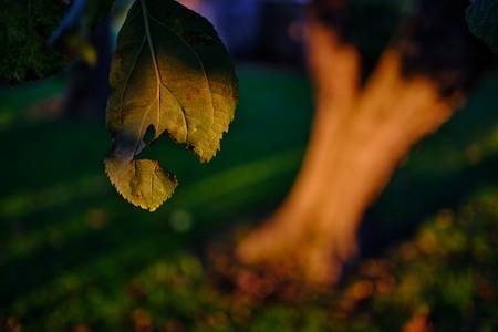 Nussbaum im Garten im Abendlicht