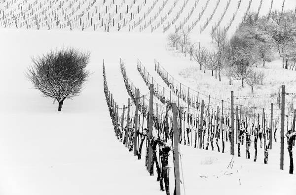 Weingarten im Winter od Robert Kalb
