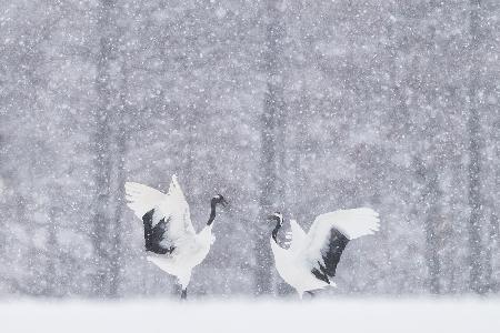 japanese Cranes