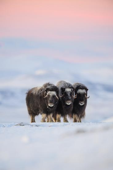 Muskox