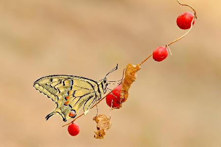 Red fruits