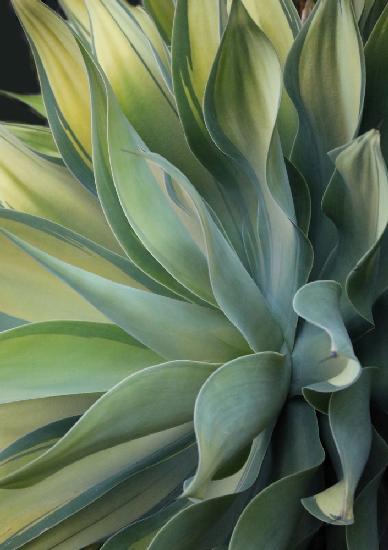 The Agave along the California Coast