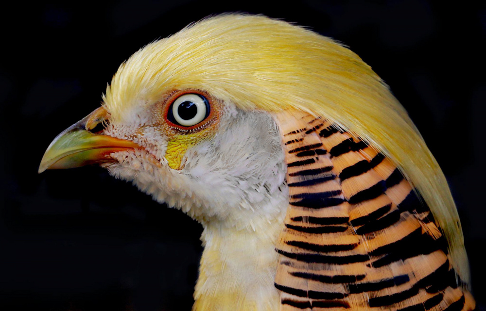Portrait of a Golden Pheasant od Robin Wechsler