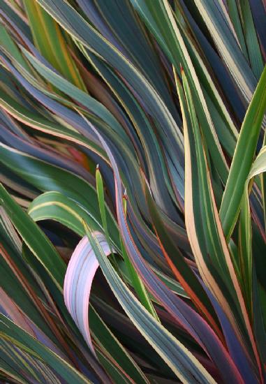 Rainbow leaf abstract in late Spring