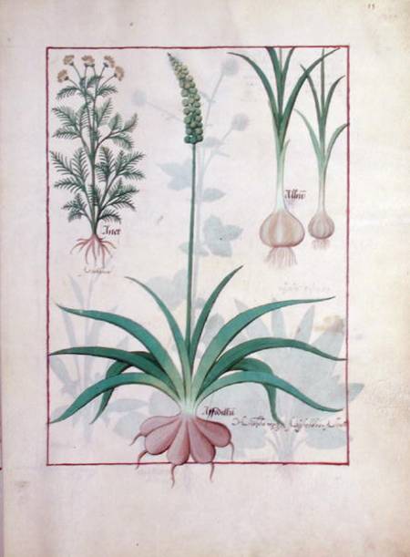 Ms Fr. Fv VI #1 fol.119r Garlic and other plants od Robinet Testard
