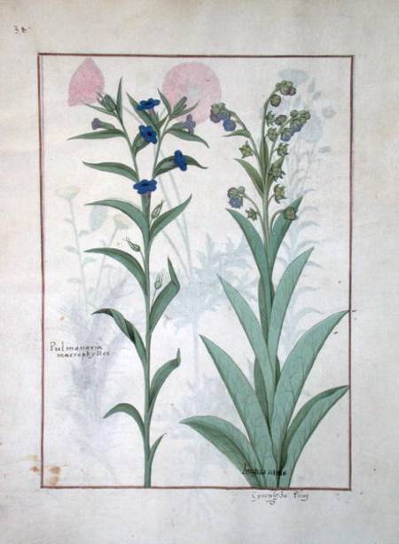 Ms Fr. Fv VI #1 fol.130v Pulmonaria and Lungwort, illustration from 'The Book of Simple Medicines' od Robinet Testard