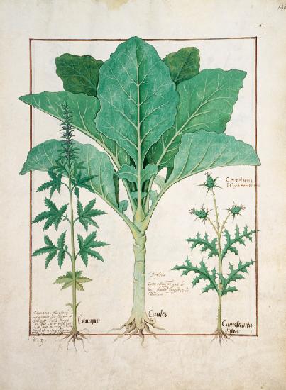 Ms Fr. Fv VI #1 fol.145r Cannabis, Brassica and Thistle