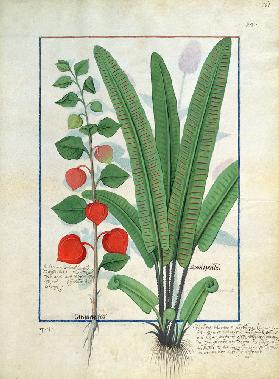 Physalis (left) Illustration from the 'Book of Simple Medicines' by Mattheaus Platearius (d.c.1161)