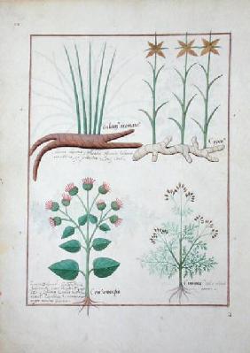 Ms Fr. Fv VI #1 fol.119v Cyperus, Calamus, Crocus ostensis