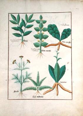 Ms Fr. Fv VI #1 fol.157r Ferns and Shrubs