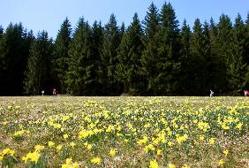 Narzissen im Nationalpark Eifel