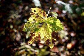 Waldzustandsbericht