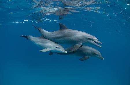 Dolphins