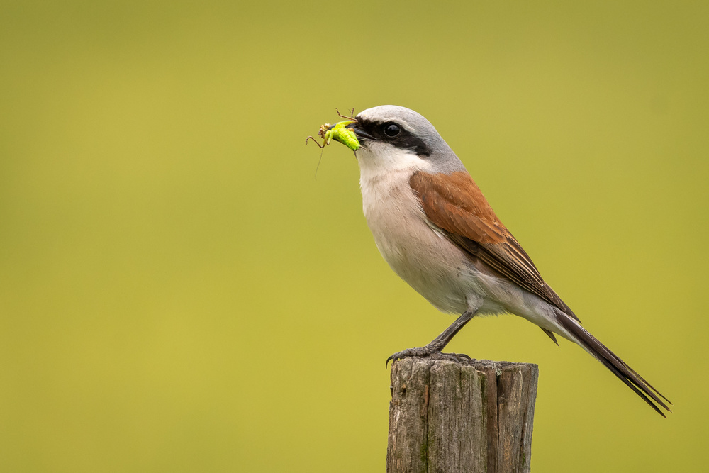 Red-backed Shrike od Romeo Chitu