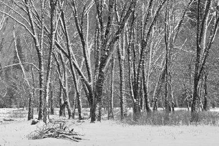 Yosemite Snow 2