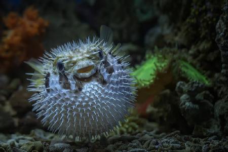 Pufferfish Tetraodontidae