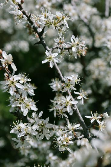 Spring blooms III