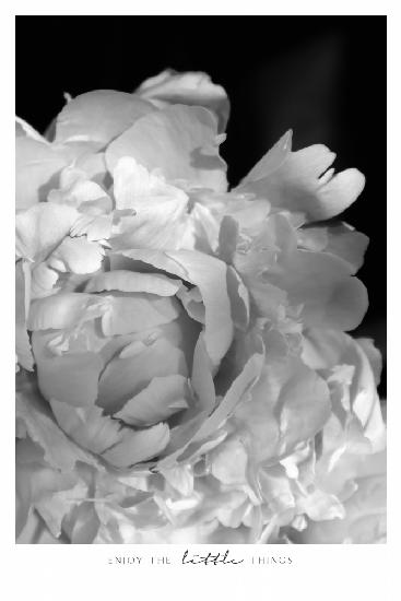 Enjoy the little things peony BW