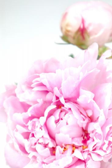 Pink peony IX