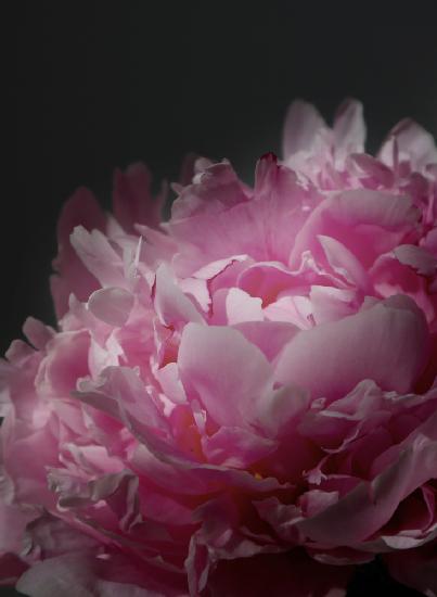 Moody pink peony I