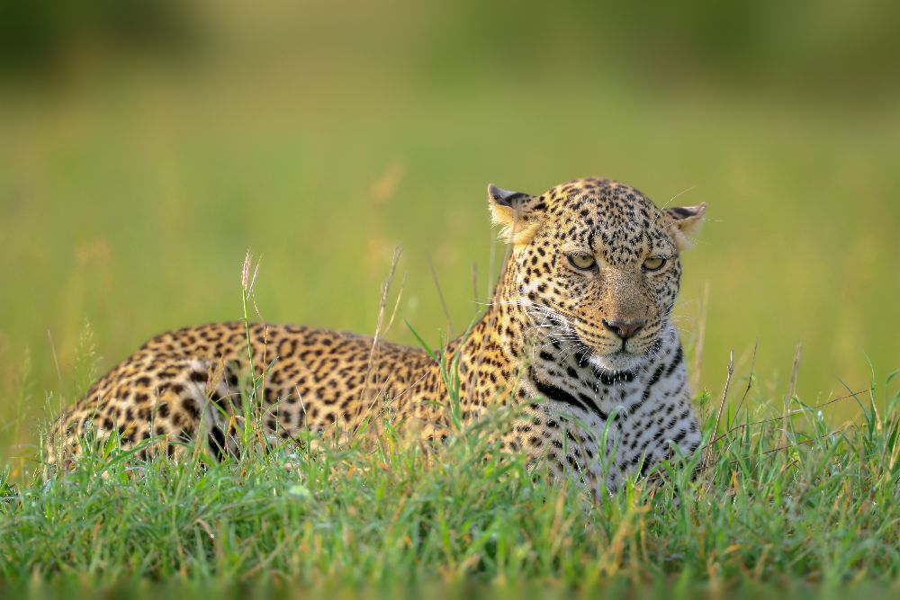 The Leopard od Roshkumar