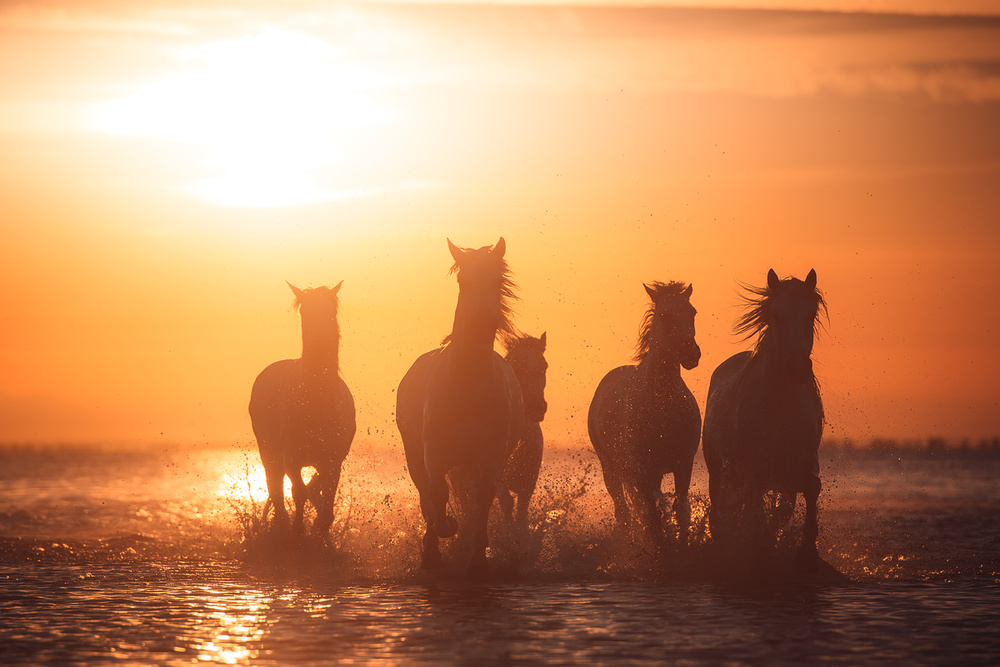 Camargue angels od Rostovskiy Anton