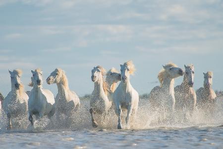 Angels of Camargue