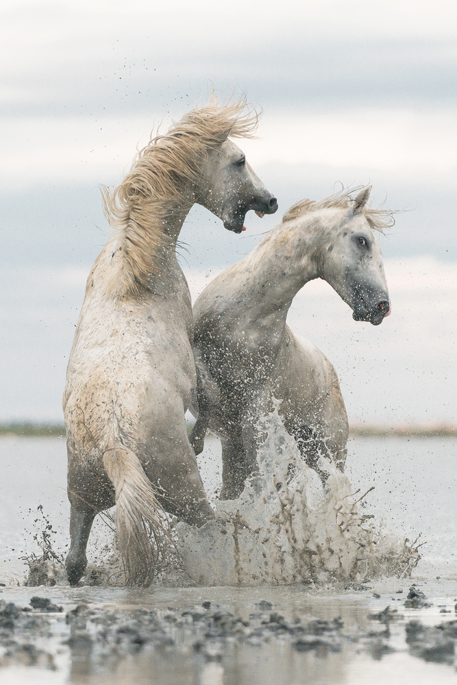 horses od Rostovskiy Anton