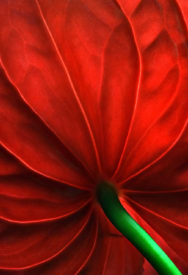 Anthurium flower