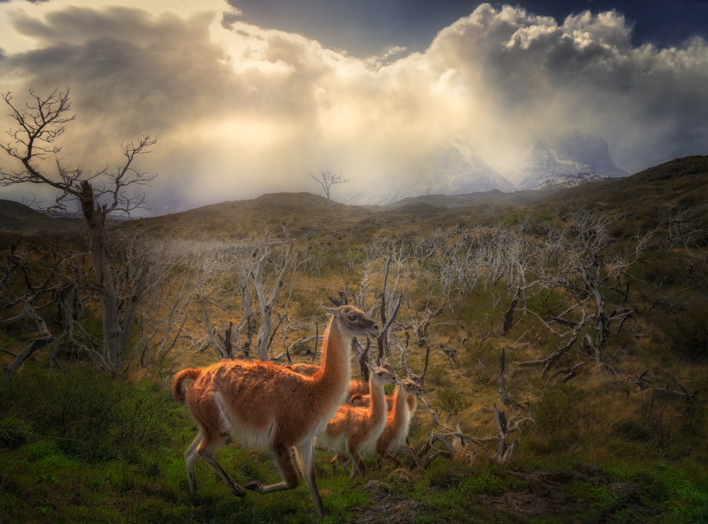 Environmental Portrait of Guanacos od Ruiqing P.