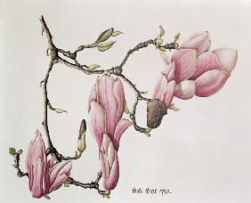 Magnolia X Soulangiana, 1992 (w/c on paper) 