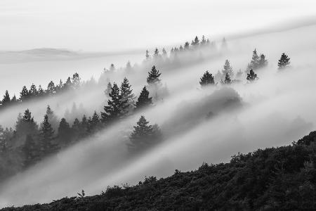 Flowing Fog